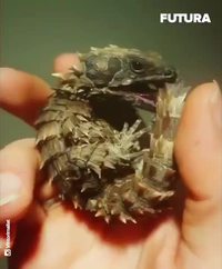 Ouroborus cataphractus
