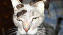 Un chat soumis
