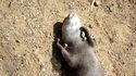 Loutre jongleuse