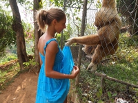 Fais voir ton singe