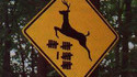 Attention animaux