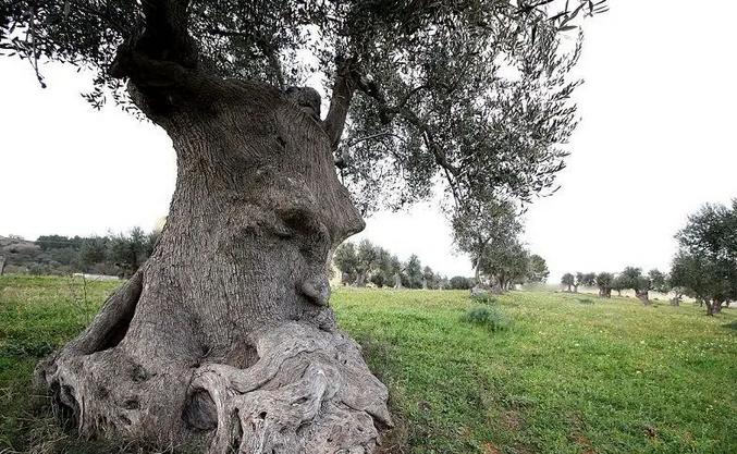 A Ginosa, dans la province de Tarente, (Le sud de l'Italie) se trouve un olivier plus que centenaire.
https://sain-et-naturel.ouest-france.fr/olivier-pensant-arbre-existe.html
