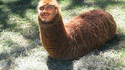 Bernard Lamasticot