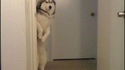 Cauchemar du chien