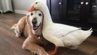 Un chien et un canard