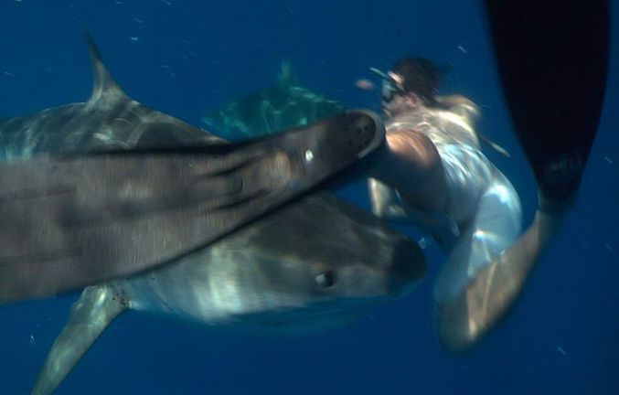 Une jolie rencontre avec des requins.