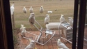 Les oiseaux 2  