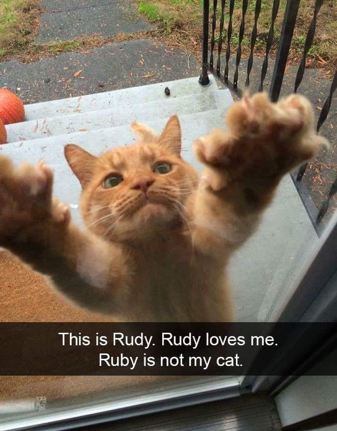 Rudy m'adore. Rudy n'est pas mon chat...