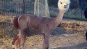 Lama rasé