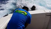 La taxe de passage du lion de mer