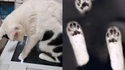 Mylo est passé à la photocopieuse