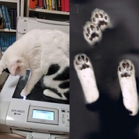 Mylo est passé à la photocopieuse
