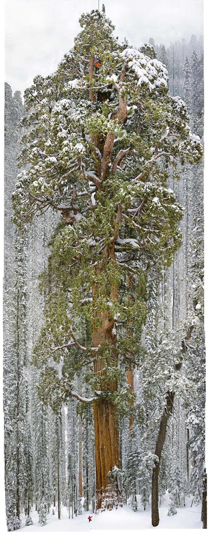 Sequoiadendron Giganteum
