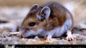 Sauvons les souris