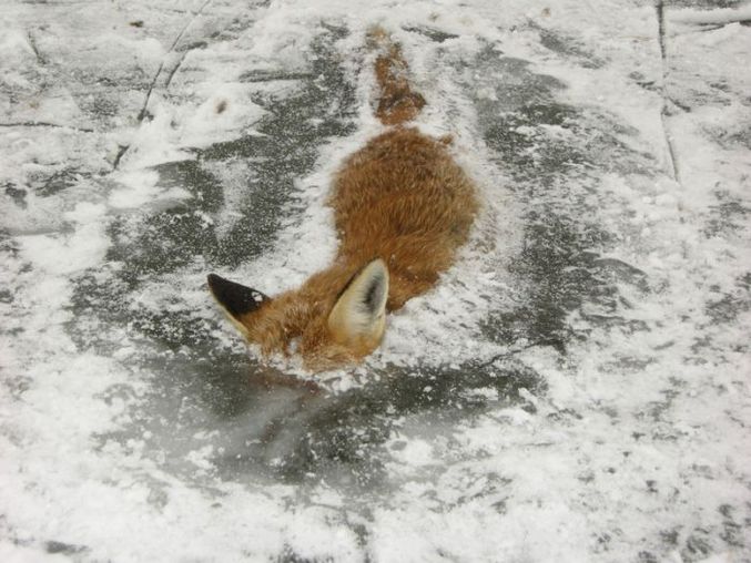 Un renard a pris un bain un peu frais.
