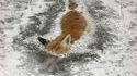 Frozen fox