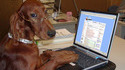 Chien fan