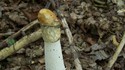 Drôle de champignon