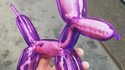 Le chien ballon cette race de chien si pratique a ausculter