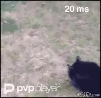 Chat laggue dur !