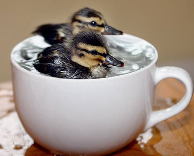 Des petits canards font trempette dans une tasse à café