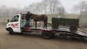 Les chevaux sont vraiment fainéants
