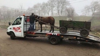 Les chevaux sont vraiment fainéants