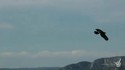 Voler avec les oiseaux