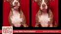 Photomaton pour chiens