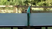 Chien et ping-pong