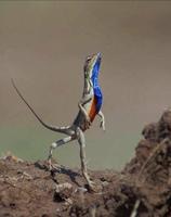 pardon, excusez moi, je ne fais que passer...