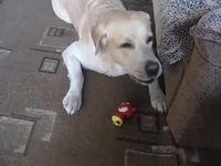 Réaction bizarre d'un chien avec un jouet couinant