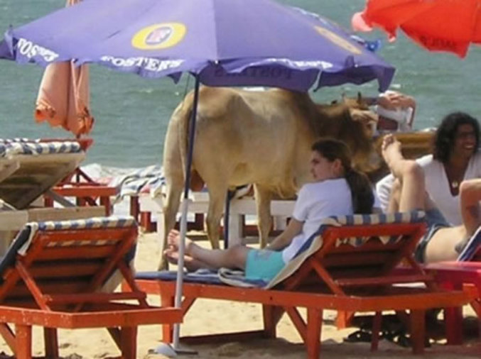 Une vache en vacances