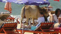 Vache à la plage