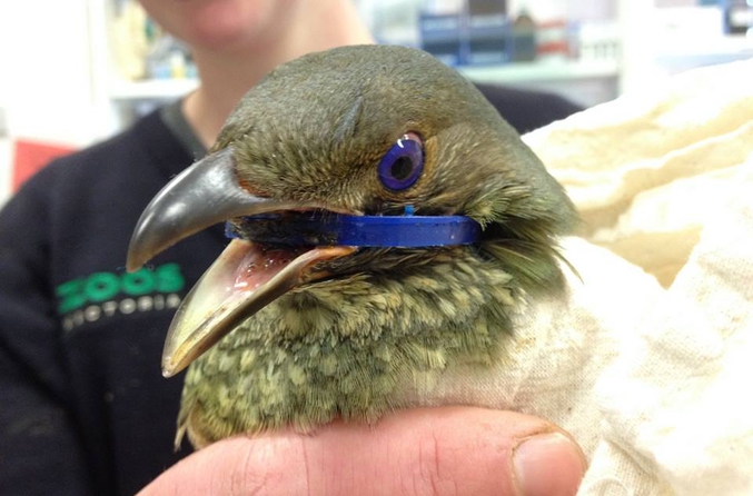 Voilà ce qui arrive quand on ne fait pas attention à ce que l'on jette: ce week-end, au centre ornithologique Healesville Sanctuary’s 5australie), des zoologues ont découvert et sauvé ce petit passereau attraper avec un collier de bouteille en plastique autour du bec.