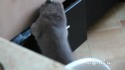 Chat fouille