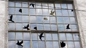 Des oiseaux
