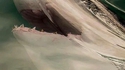 Requin gélatineux 
