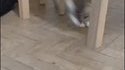 Chat affolé par un insecte marchant sur le parquet