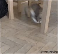 Chat affolé par un insecte marchant sur le parquet