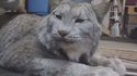 Un lynx des neiges