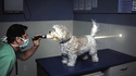 Chien percé