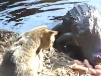 Chat contre Alligator