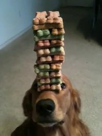 Chien patient