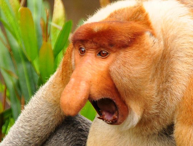 Un singe fait une drôle de tête