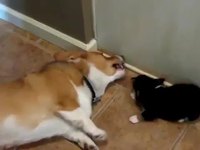 Combat de chiens