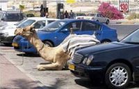 Se garer avec sa voiture, ou avec son chameau...