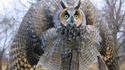 Battle Owl