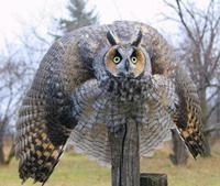 Battle Owl