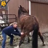 Avoir une ... de cheval